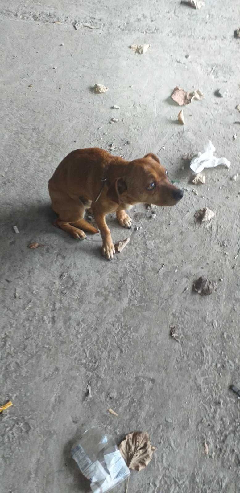 Изгубено куче,в района на централна жп гара София.пол мъжки.