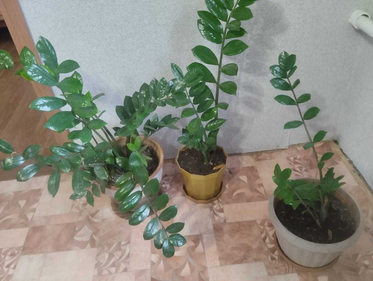 Растения для дома