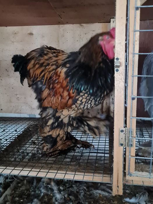 Cocosi brahma gold lanced