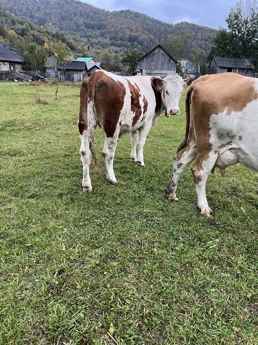 Junica de un an jumatate din vaca buna de lapte