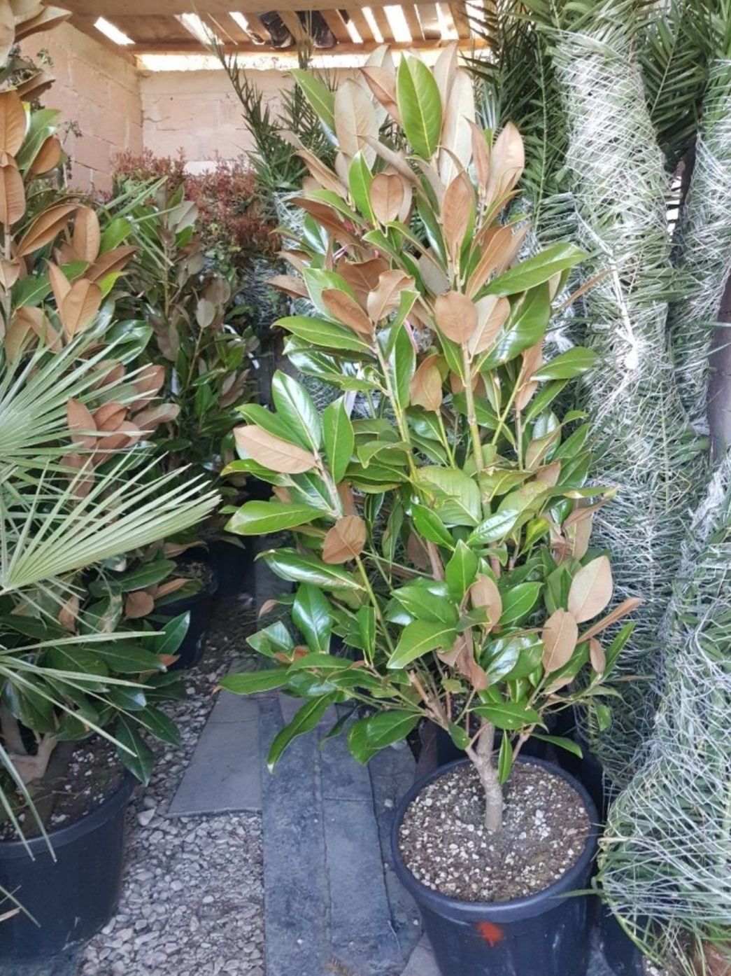 Tuia spirala ,smaragd, magnolia, mesteacan
