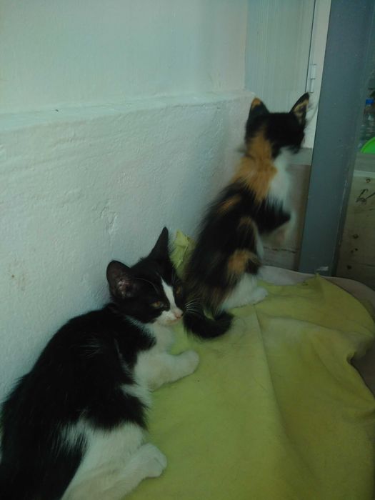 Милые котята,2 месяца