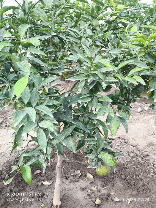 Апелсин ва мандарин кўчатлари сотилади, хосили билан