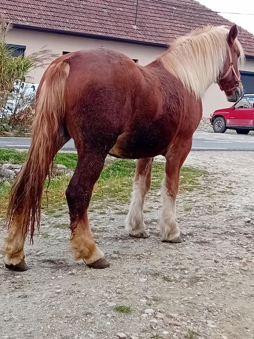 Vând manză de 2 ani
