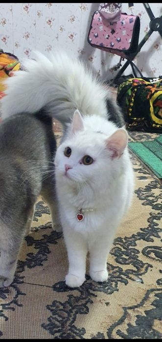 Mushuk Shotlanskiy straight