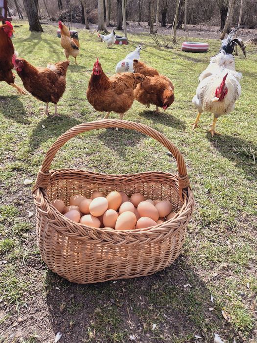 Ouă BIO de la găini crescute în libertate