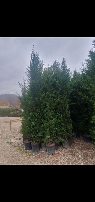 Leylandii 2.5m - 4m, la balot sau ghiveci, calitate premium!