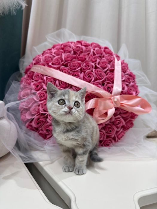 Кошка. Котята. Кот. Вязка