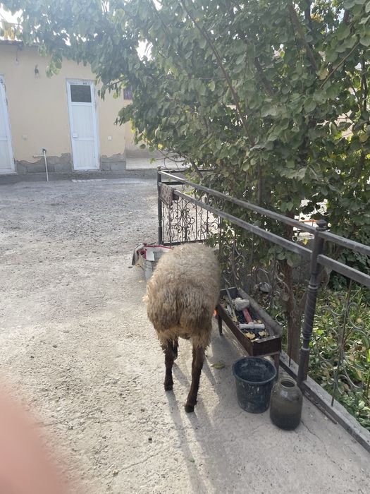 qochqor sotiladi