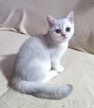 Шотландский скоттиш страйт