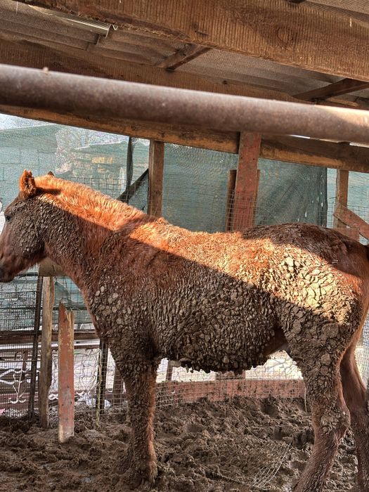 2600 нақты жіліктерге орыын бар