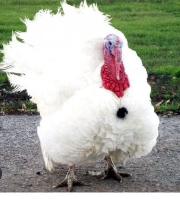 Индейка для застолья,здоровая пища для дома!!!