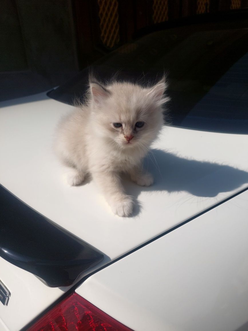 Продаётся котёнок девочка