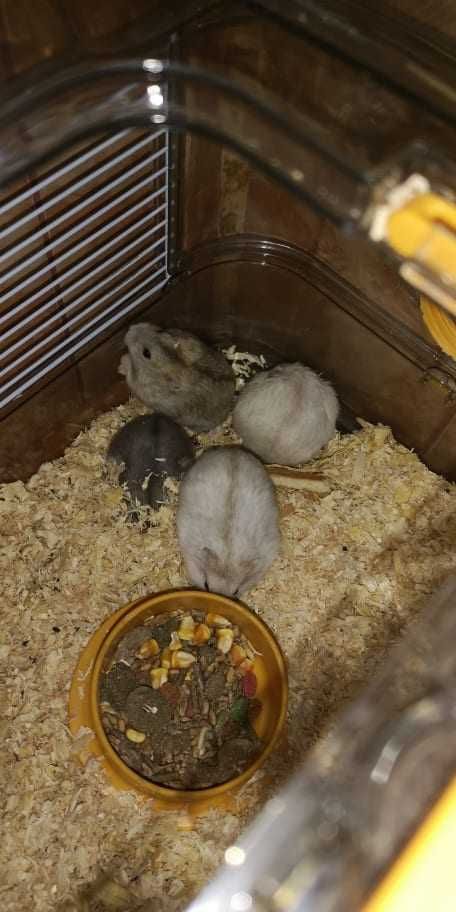 Vand pui de hamsteri siberieni!