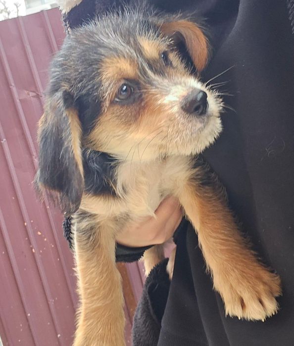 Donez pui câini talie mica - cățeluși