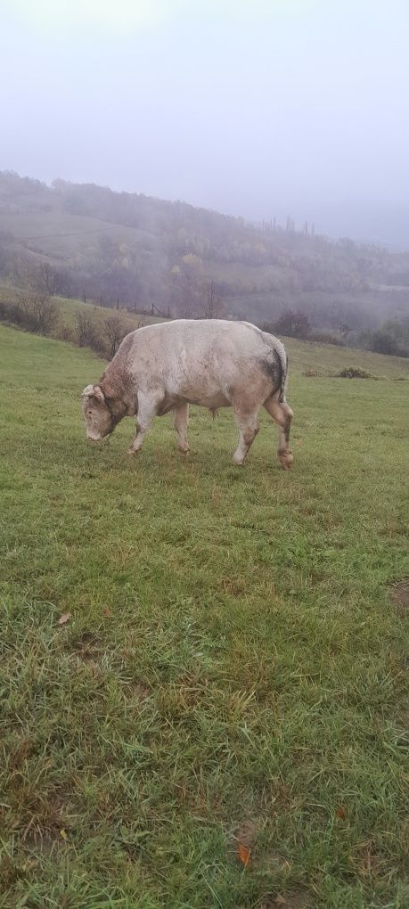 Taur tânăr de vânzare