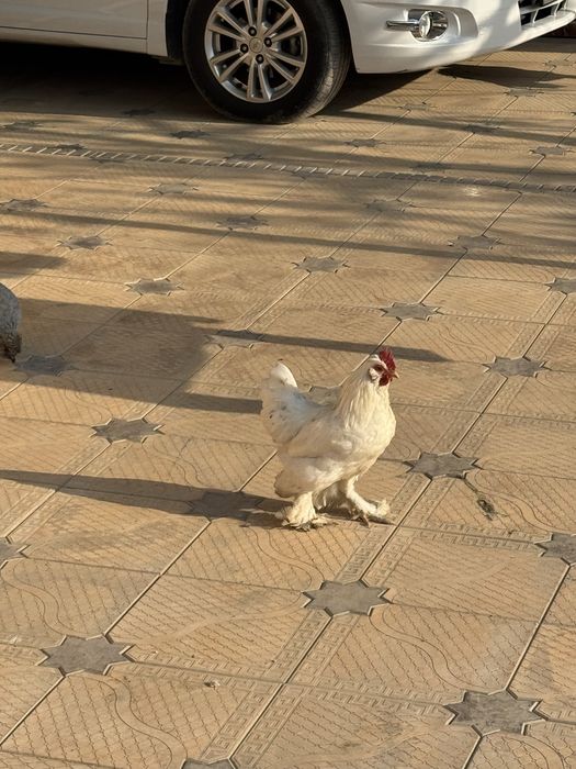 yapon tovuqlari sotiladi