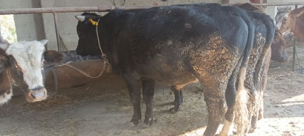 Qora mol buqalar sotiladi