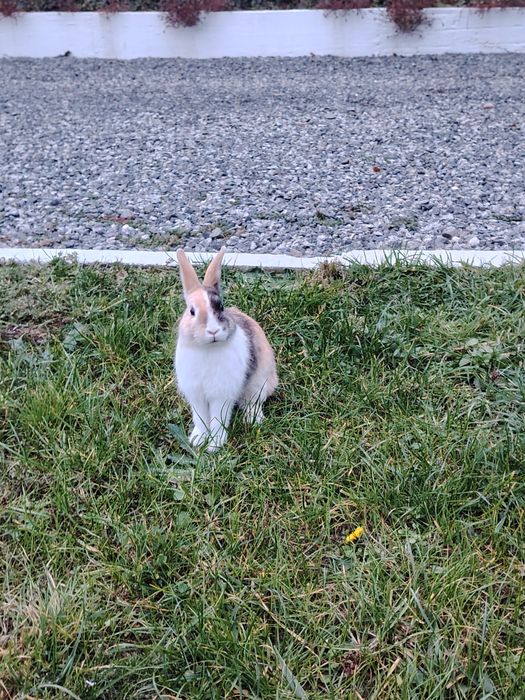 Vând iepuri de rasă pitici