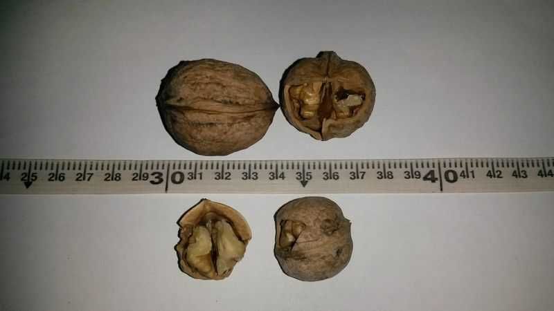 Продам орехи грецкие, урожай 2025 года.