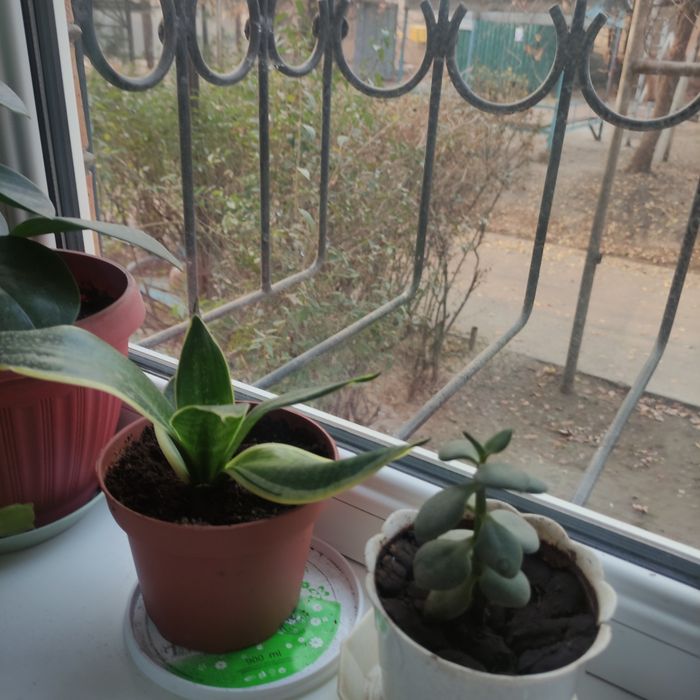 Цветы комнатные продаю