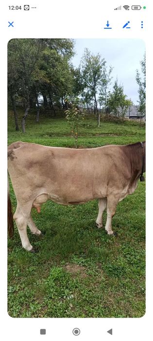 Vaca bruna de vânzare