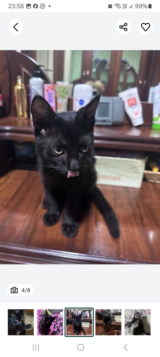 Котята в добрые руки