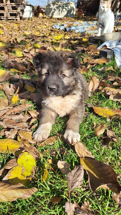 Продавам Кавказки овчарки