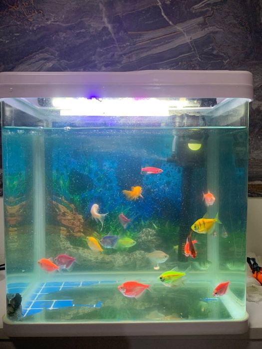 Аквариум.                 .