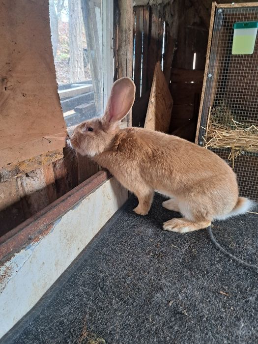 Vând Mascul UG Galben