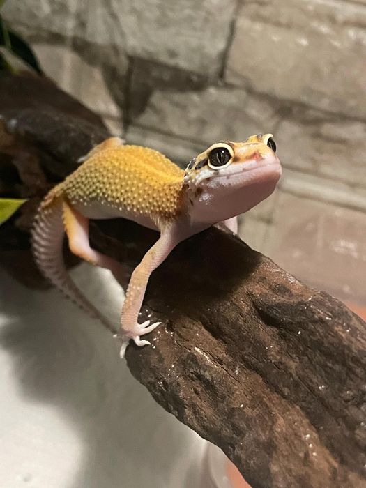 Vand set, gecko leopard