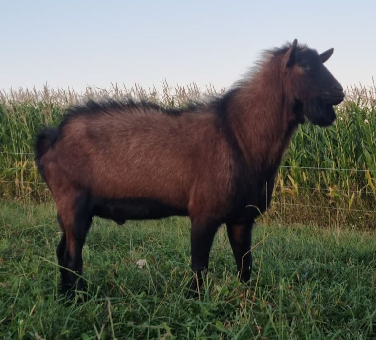Țap alpin francez