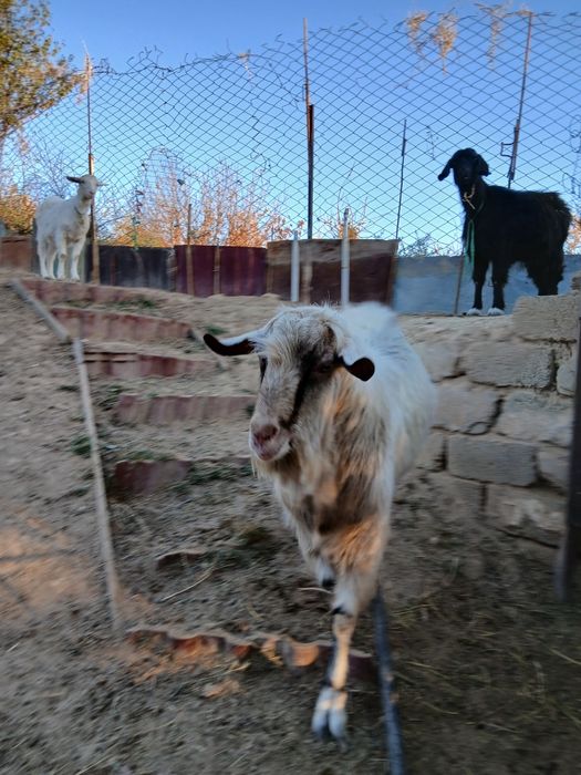 Козел Зааненский