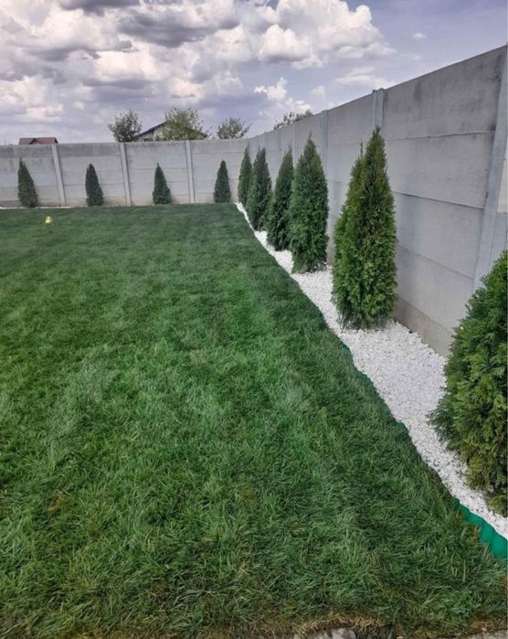 Plante ornamentale naturale