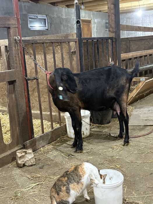 Capre AngloNubiene cu certificat de origine