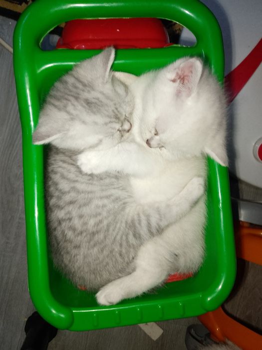 Продаются котята от правильной вязки