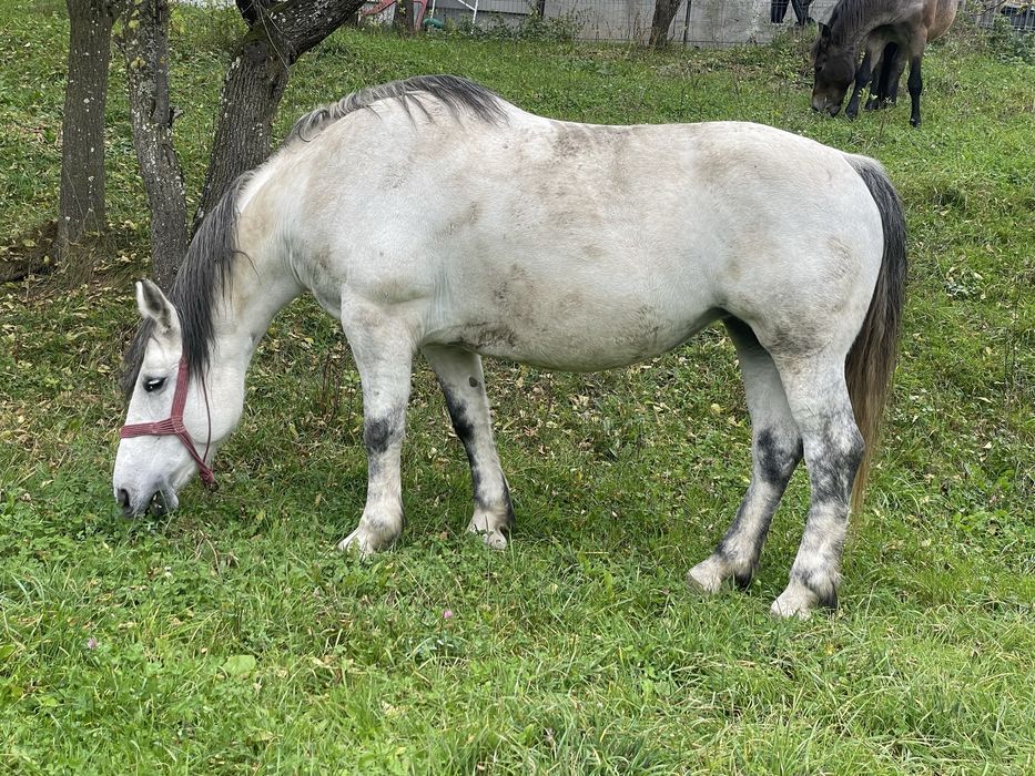 De vanzare iapaa