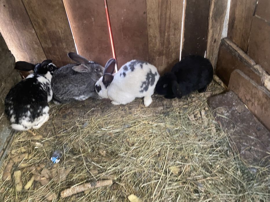 Vând iepuri diferite rase