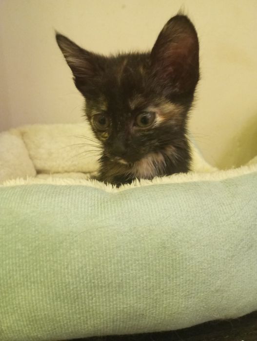 Котенок девочка 2 месяца.