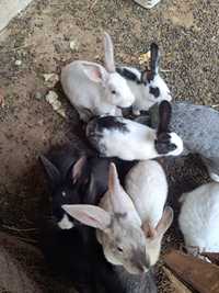 Кролики  разнообразные ухоженные
