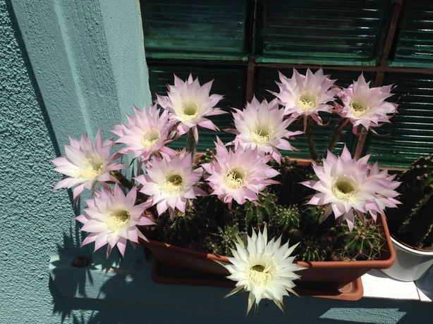 Cactusi echinopsis