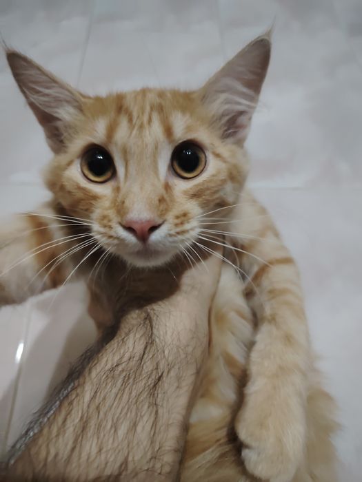 Котята кошка в добрые руки