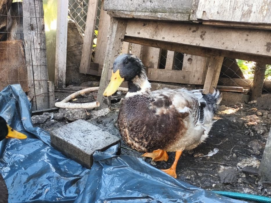 Vanda rața si gaște de casa