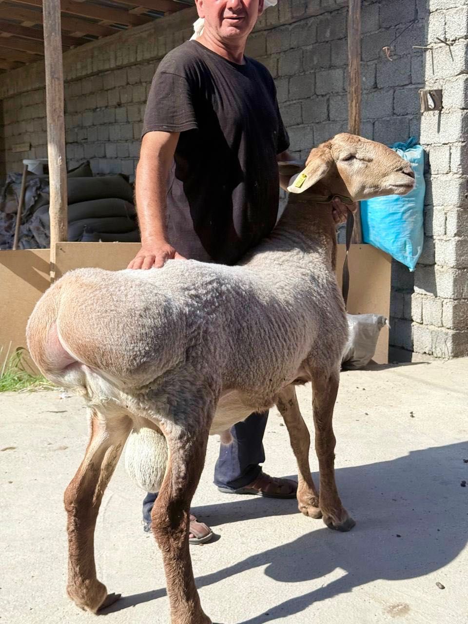 Arashan qozi qochqorlari