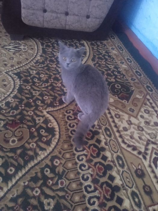 Продается кошка