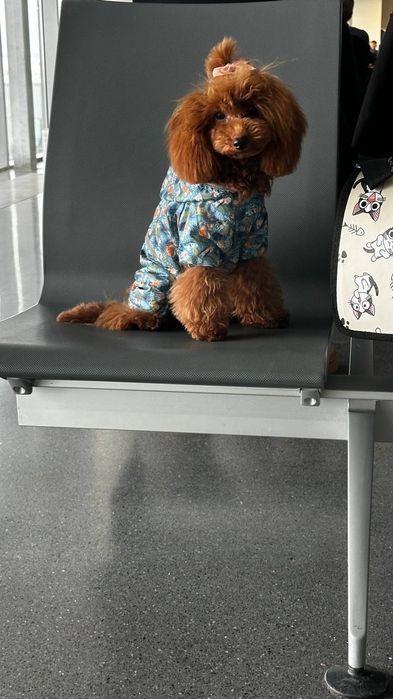 Щенки той пудель клубный