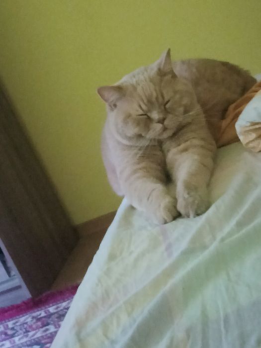 British shorthair golden
