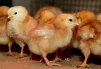 Пилета носачки Ломан Браун, Ломан Браун ЛСЛ и Иса Браун