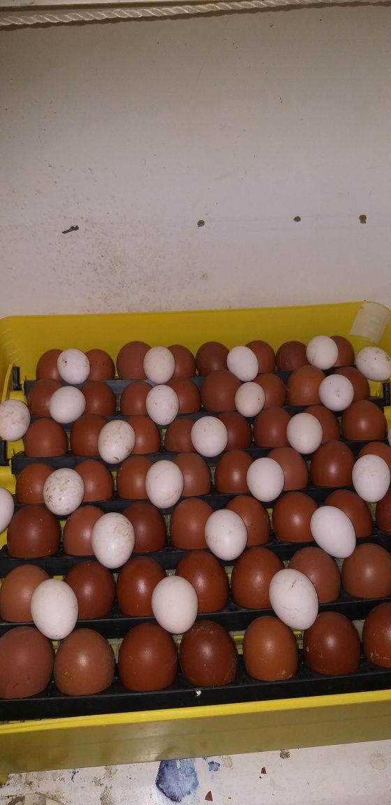 Ouă gaini marans , araucana , apenzeler , sebringht