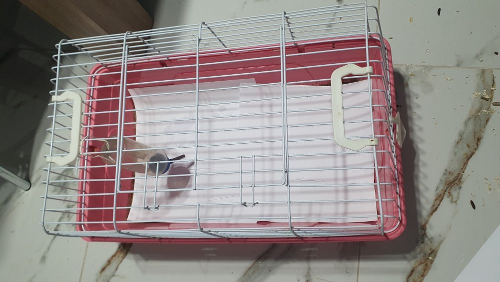 Cuscă porcusori de guineea ,hamster.